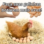 Ovos de Plástico; Kit 12 Ovinhos Caipira; Ovo; Brincadeira; Galinha; Indez