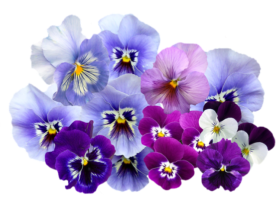 3. Which of the following is not a connotation of the violet?