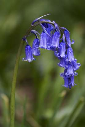 2. Which flower is a symbol of humility?