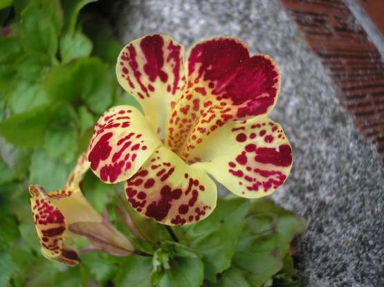 5. Which of the following are negative connotations of the snapdragon?