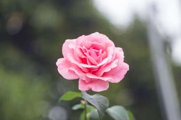7. What does the pink rose symbolize?