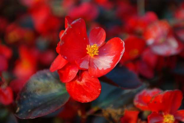 8. The begonia symbolizes what?