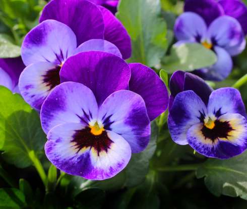 9. The pansy is the symbol for what?