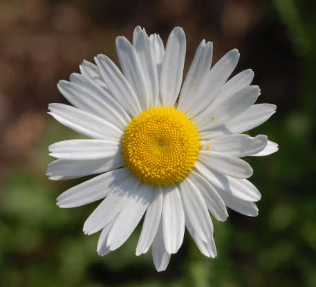 11. Which flower symbolizes new beginnings?