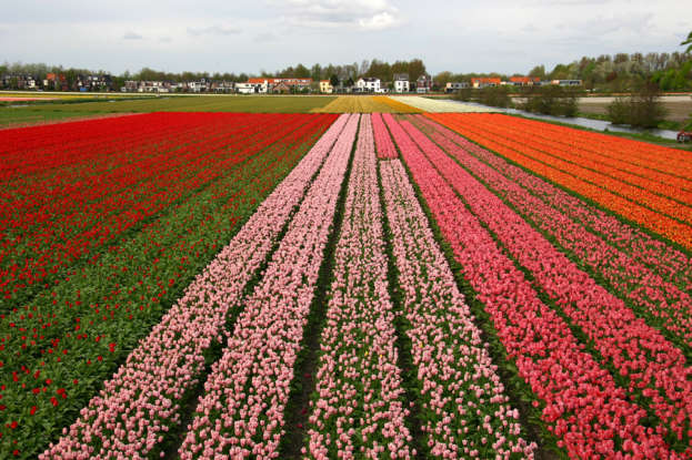 12. Which flower is sometimes used as a declaration of love?