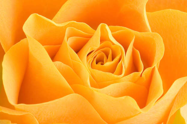 14. The orange rose symbolizes which of the following?