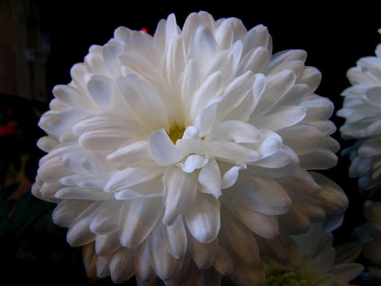 15. The white chrysanthemum is a symbol for which of the following?