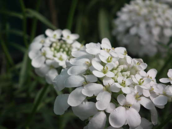 19. The candytuft is a symbol for which of the following?