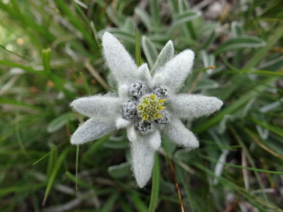 22. Edelweiss suggests which of the following?