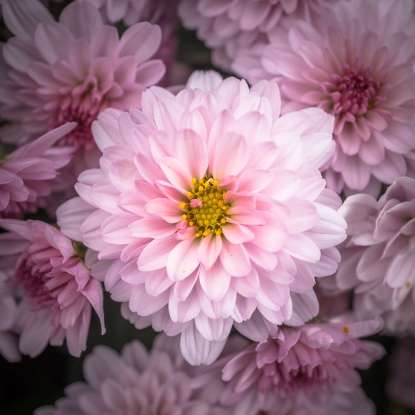 23. Chrysanthemum, named from the Greek prefix "-chrys," meaning golden, has a history that dates back to when?