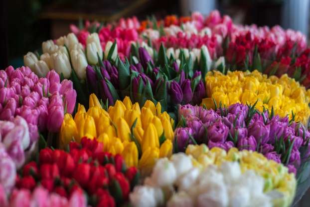 24. Flower symbolism varies based on which of the following?