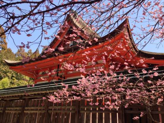 28. Which flower is a common metaphor for life in Japanese culture?