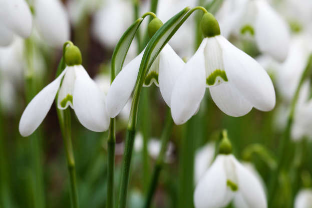 29. The snowdrop is a symbol for which of the following?