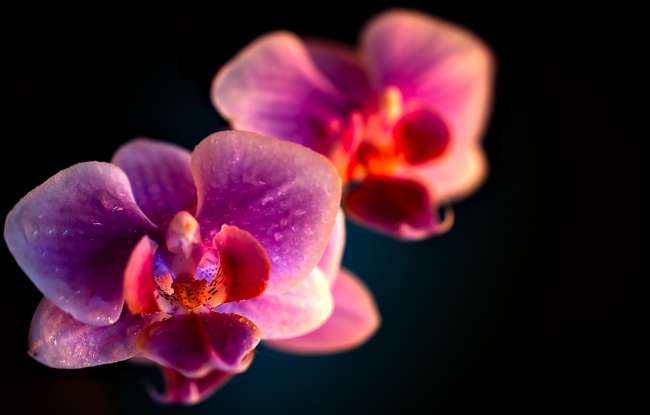32. The orchid is a symbol for which of the following?