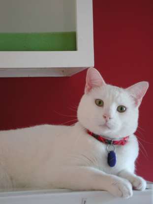 4. Which cat breed came to the U.S. by tagging along with pilgrims and settlers?