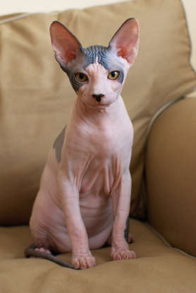 6. All of the following are hairless cat breeds except for which one?