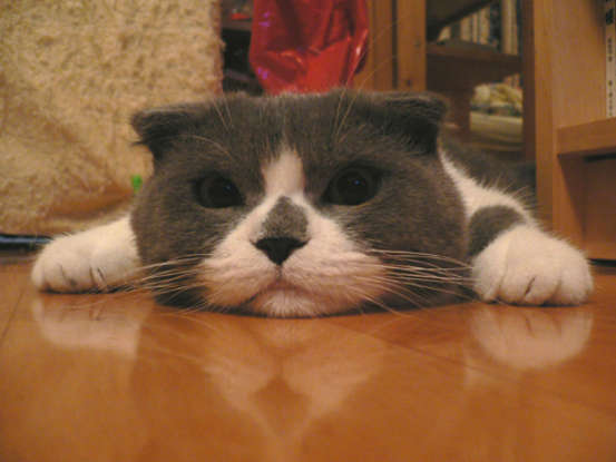 8. All Scottish Folds have folded ears. True or false?