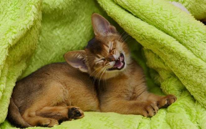 10. The following are long-haired cat breeds except for which one?