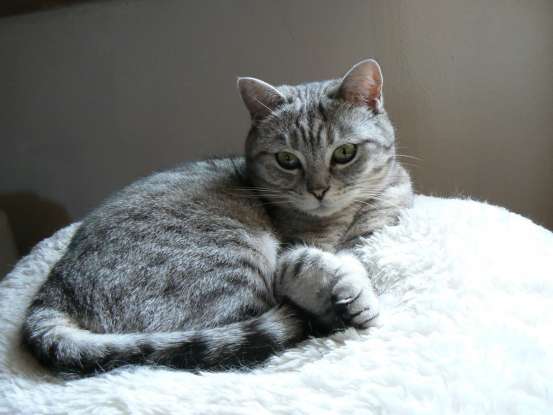 17. Which of the following is a characteristic of Asian cats?