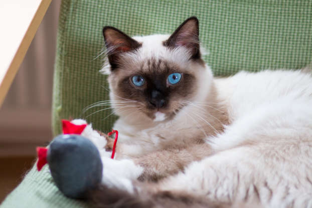 21. Which cat is also called the "Sacred Cat of Burma"?