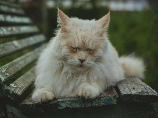 22. In Europe, what are British Longhairs also called?