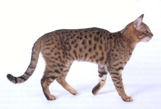 25. Which of these breeds became extinct in the 1990s?
