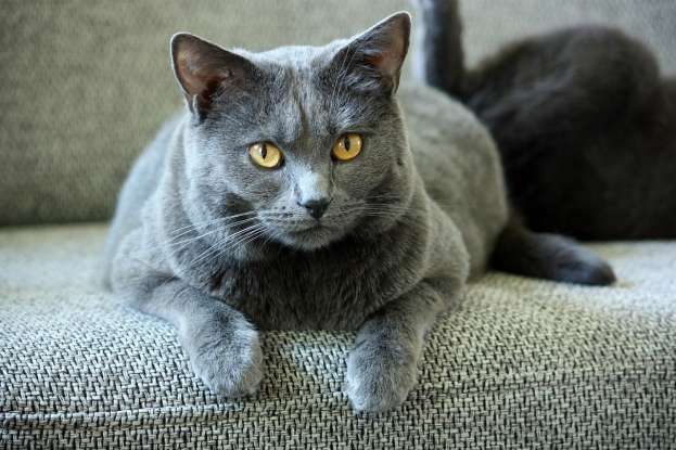 26. Which of the following is a French breed of feline?