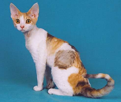 31. Which is not true about the Devon Rex?
