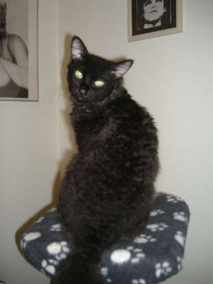 34. Which breed has a curly coat?