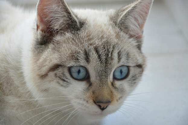 37. What does the name of the breed Ojos Azules mean?