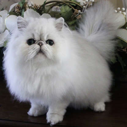 42. Persian cats come in how many types?