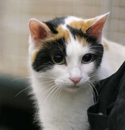 9. Which cat breed is said to be the inspiration for Hello Kitty?