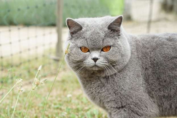 3. British Shorthairs come in various colors. What is their most popular color?