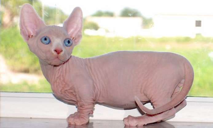 19. The Bambino is a result of a cross between which breeds?