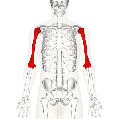 3. Which bone is this?