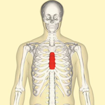 4. Which bone is this?