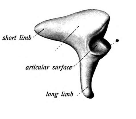 36. Which bone is this?