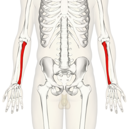 6. Which bone is this?
