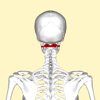 19. Which bone is this?