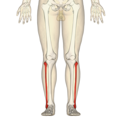 7. Which bone is this?