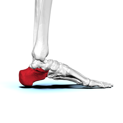 10. Which bone is this?