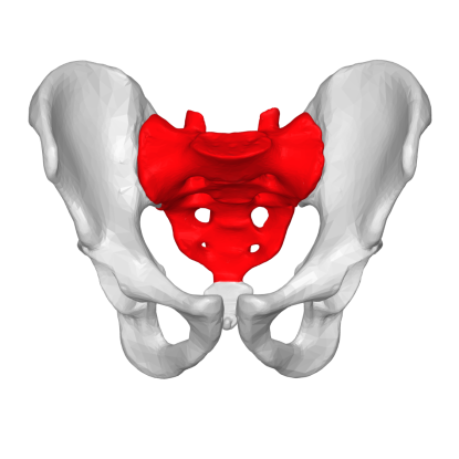 26. Which bone is this?