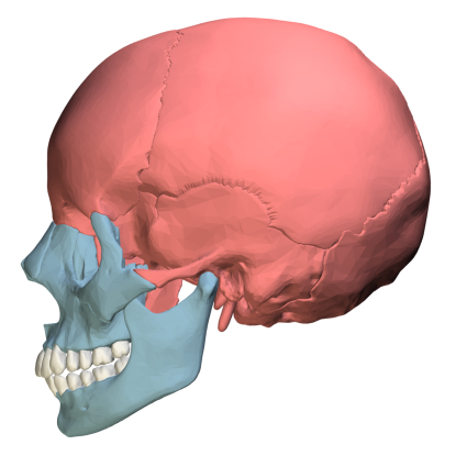 27. Which bone (highlighted in red) is this?