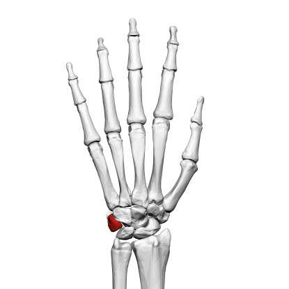 28. Which bone is this?