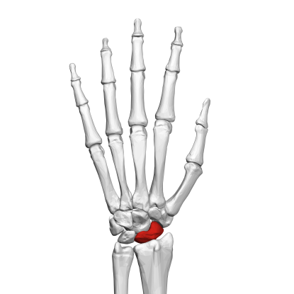 30. Which bone is this?