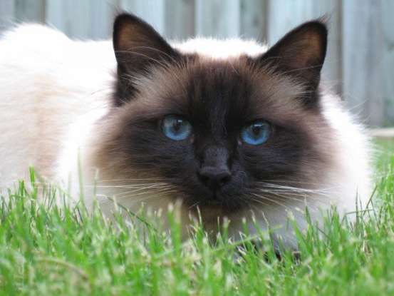 3. Legend says that I got my coat and blue eyes from a Burmese goddess. Which cat breed am I?