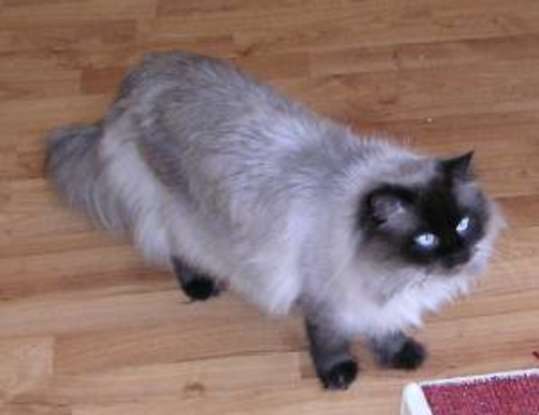 9. I am the product of a cross between a Persian and a Siamese. Which cat breed am I?
