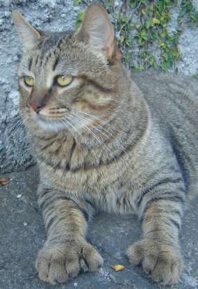 11. Which cat breed is thought to be a cross between a bobcat and a barn cat?