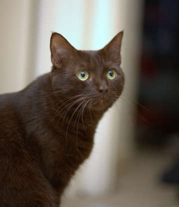 12. I am long and brown with green eyes. Which cat breed am I?