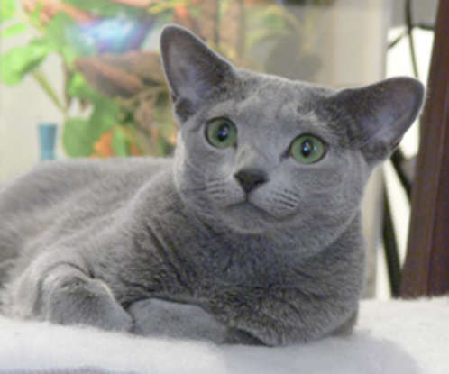 14. Which cat breed is said to be from Archangel Island?